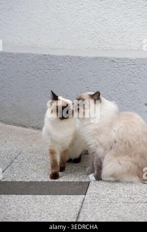 Ragdoll Katzen auf der sonnigen Terrasse Stockfoto