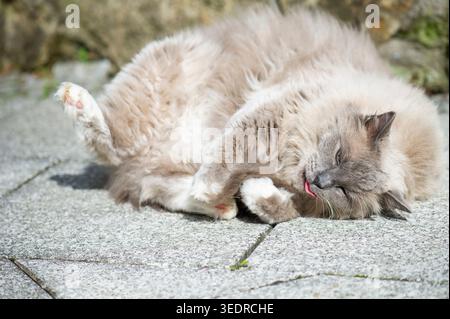 Ragdoll Katze genießt die Sonne auf der Terrasse Stockfoto