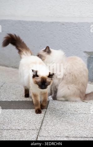 Ragdoll Katzen auf der sonnigen Terrasse Stockfoto