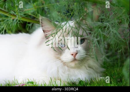 Ragdoll-Katze genießt Zeit im Garten Stockfoto