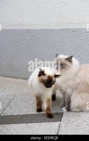 Ragdoll Katzen auf der sonnigen Terrasse Stockfoto