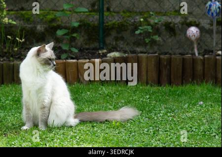 Ragdoll Katze im Garten Stockfoto
