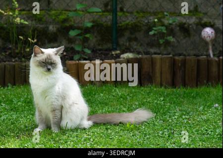 Ragdoll Katze im Garten Stockfoto