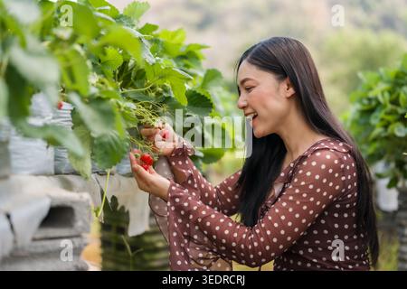 Glückliche Frau, die frische Erdbeere auf der Farm pflückt Stockfoto