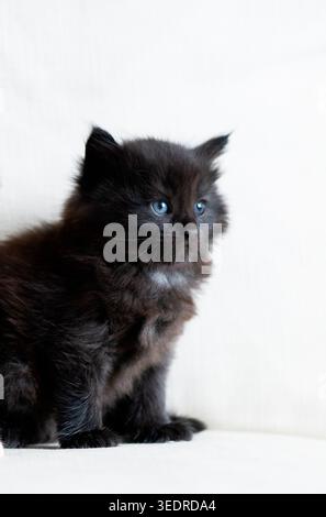 Norwegisches Waldkatzenkätzchen sitzt auf dem Sofa Stockfoto