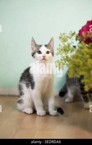 Porträt eines europäischen Kurzhaar-Kätzchens Stockfoto