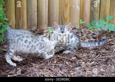 Bengalische Kätzchen spielen im Garten Stockfoto
