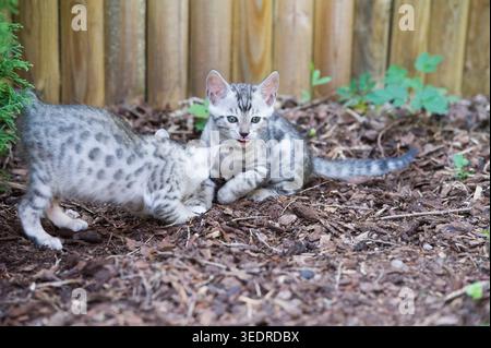 Bengalische Kätzchen spielen im Garten Stockfoto