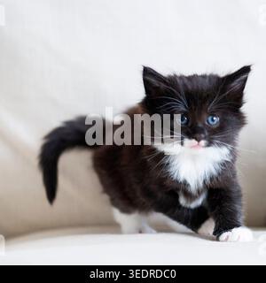 Porträt eines schwarz-weißen norwegischen Waldkatzenkätzchens Stockfoto