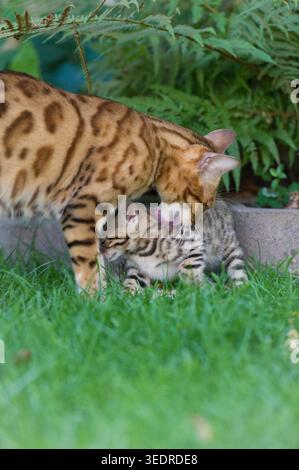 Bengalische Mutterkatze mit ihrem Kätzchen im Garten Stockfoto