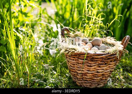 Osterkorb gefüllt mit vielen bunten Eiern auf einer sonnigen Frühlingswiese. Stockfoto