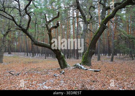 Zwei alte Eichenbäume mit moosigen Stämmen und verdrehten Ästen dominieren den Vordergrund, vor dem Hintergrund hoher Kiefern und eines Waldbodens Stockfoto