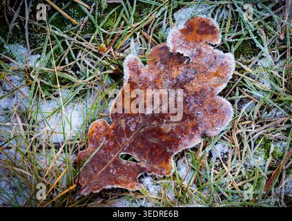 Ein einzelnes braunes Eichenblatt ist mit zartem Frost und Eiskristallen bedeckt und liegt auf einem Bett aus grünem Gras, das ebenfalls mit Frost bestäubt ist Stockfoto