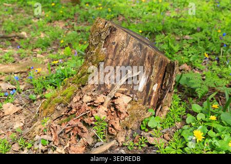 Ein verwitterter Baumstumpf mit Moos und gefallenen Blättern sitzt in einer Waldlichtung mit gelben und blauen Frühlingsblumen Stockfoto