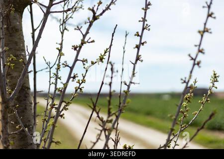 Zweige eines Baumes zeigen grüne Knospen mit einem Feldweg im Hintergrund. Die Szene spielt im Frühling unter klarem Himmel auf dem Land. Stockfoto