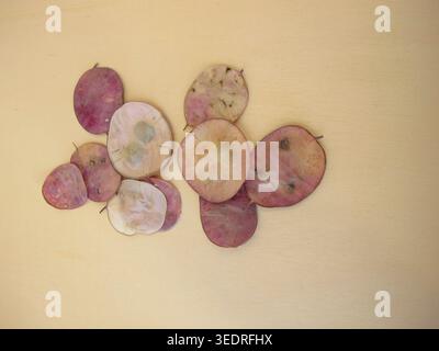 Reife Schoten mit Samen der jährlichen Ehrlichkeit, Lunaria annua Stockfoto