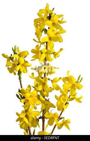 Kleiner Forsythia-Zweig auf weißem Hintergrund Stockfoto