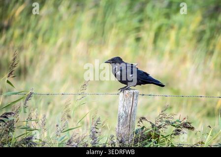 Raven Stockfoto