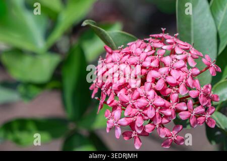 Nahaufnahme einer rosafarbenen Ixora coccinea-Blüte, bekannt als Flame of the Woods oder Jungle Geranium. Ixora Blumen oder scharlachrote Dschungelflamme blüht i Stockfoto