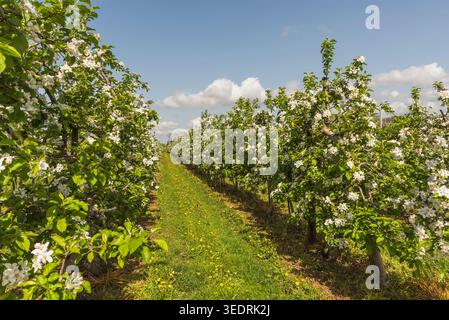 Blühende Apfelbäume in einem Apfelgarten im Frühjahr, Wasserburg am Bodensee, Bayern, Deutschland Stockfoto