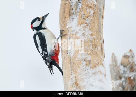 Spechte, Dendrocopus Major, Finnland, Winter Stockfoto