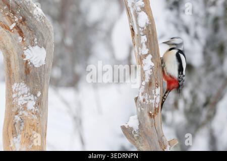 Spechte, Dendrocopus Major, Finnland, Winter Stockfoto