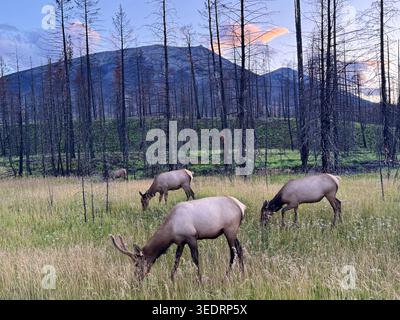 ELK in einer stillen Wiese des Jasper National Park nach Wildfire Stockfoto
