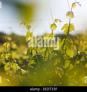 Detaillierte Aufnahme von frischem Weinbaulaub und Ranken mit warmer Sonne, die durch die Blätter scheint. Stockfoto