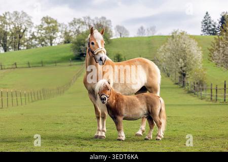 Haflinger Stute mit Kastanienponywallach, der auf Frühlingsweide in ländlicher Landschaft steht Stockfoto