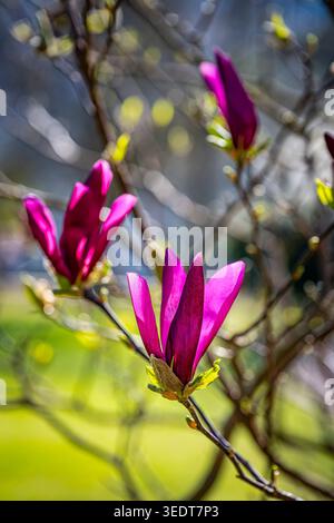 Magnolie „Oriental Night“ in voller Blüte, Magnolie „Susan“, lila Magnolie, lila Blumen Stockfoto
