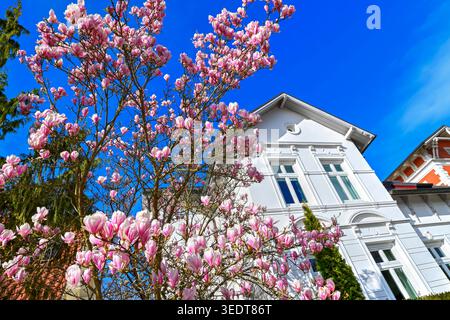 Magnolienblüte an der Wentorfer Straße in Bergedorf, Hamburg Stockfoto