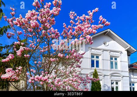 Magnolienblüte an der Wentorfer Straße in Bergedorf, Hamburg Stockfoto