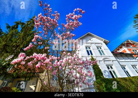 Magnolienblüte an der Wentorfer Straße in Bergedorf, Hamburg Stockfoto