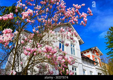 Magnolienblüte an der Wentorfer Straße in Bergedorf, Hamburg Stockfoto