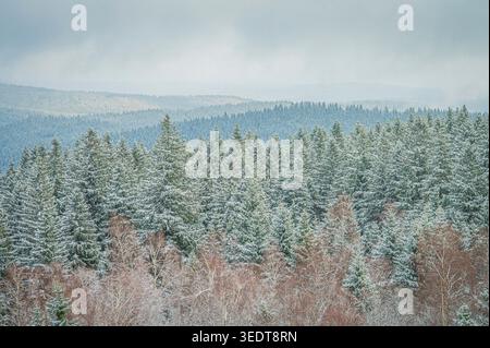 Der Nadelwald im Thüringer Wald zeigt im Winter eine schneebedeckte Landschaft. Die Bäume sind voller Schnee. Die Natur ist ruhig und schneebedeckt. Stockfoto