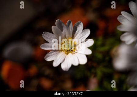 Eine weiße Blume Balkananemone (Anemone blanda) blüht im Frühjahr. Die Blüte hat gelbe Staubblätter und ist von Grün umgeben. Es ist tagsüber und die Sonne scheint. Stockfoto