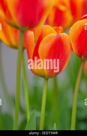 Rote und gelbe Tulpe, Tulpe „Apeldoorn's Elite“. Benannt nach einer Stadt in Holland. Darwin Hybrid Group Stockfoto