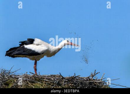 Strandja Bergland Bulgarien 7. Mai 2026: Weißer Storch, Weibchen des Brutpaares, reinigt den Nestbereich um die Eier. Unter einem hellblauen Mittagshimmel Clifford Norton Alamy Live News Stockfoto