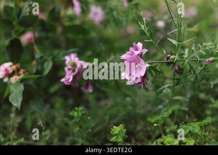 Moschusmalve (Malva Moschata) Stockfoto