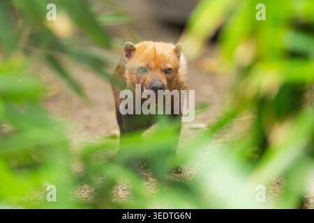 Buschhund (Speothos venaticus), der hinter Büschen auf dem Boden steht, gefangen Stockfoto