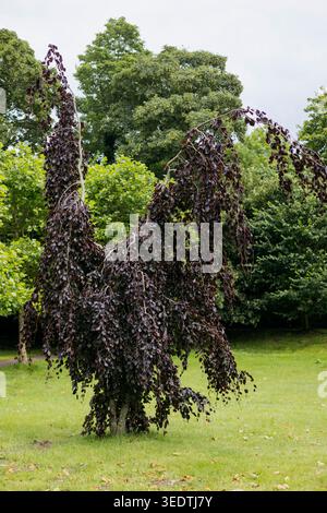 Hängende Kupferbuche / lila Trauerbuche, botanisch Fagus sylvatica 'purpurea pendula'. Stockfoto