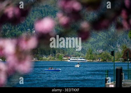 Kirschblüten und Boote auf dem Wolfgangsee im Salzkammergut an einem schönen Frühlingstag. Stockfoto