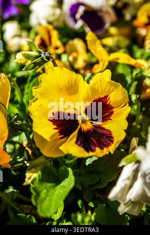 Nahaufnahme von Stiefmütterchenblume Stockfoto