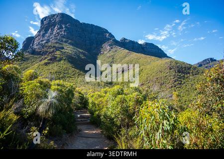 Ein felsiger Wanderweg schlängelt sich durch üppiges, einheimisches Gestrüpp mit einem berühmten australischen Grasbaum (Xanthorrhoea) in Richtung des dramatischen Quarzitgipfels. Stockfoto