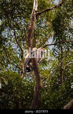 In der Gabel eines Eukalyptusbaums liegt ein Whistling Kite (Haliastur sphenurus), dessen gelbbraunes, gestreiftes Gefieder sich mit der warmen Rinde und dem Grün verschmilzt Stockfoto
