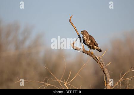 Gemeiner Bussard (Buteo buteo) auf einem toten Ast im warmen Morgenlicht mit weichem natürlichem Hintergrund, Italien. Stockfoto