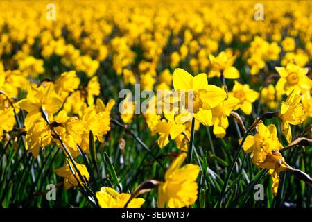 Feld mit wilden gelben Narzissen, Narcissus pseudonarcissus, blühend auf einer Wiese im Frühling Stockfoto