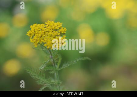 Im Frühling blüht die leuchtende gelbe Achillea tomentosa im Garten Stockfoto