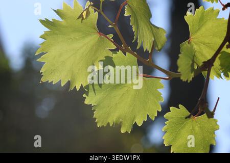Frische grüne Weinblätter mit Sonnenbeleuchtung im Frühling Stockfoto