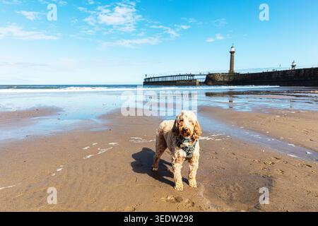Cockapoo steht auf nassem Sand am Whitby Beach, North Yorkshire, mit flachem reflektierendem Wasser im Vordergrund. Der Steinpfeiler und der Leuchtturm Stockfoto
